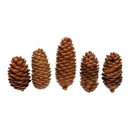 Шишки Ели, 5 шт., Blumentag, CIF-01-01  (Цены)
